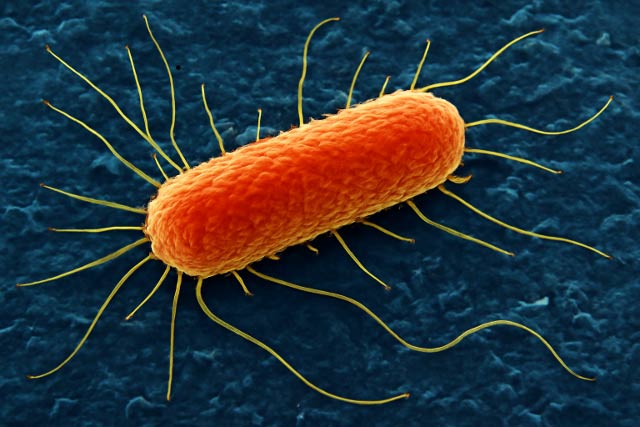 La mucoviscidose favorise les infections par des bactéries opportunistes