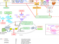 mr_figure1_revue_cmt.png