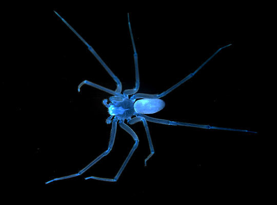 spider.jpg