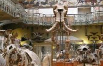 Une visite guidée du Muséum national d’Histoire Naturelle en compagnie de Jamy !