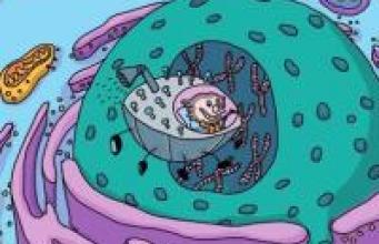"Voyage au centre de la cellule": une histoire illustrée pour rendre la génétique accessible