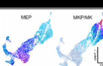 Thrombocytopénie liée à l'ETV6 : l’analyse « single-cell RNA seq » révèle un blocage dans la formation des mégacaryocytes 