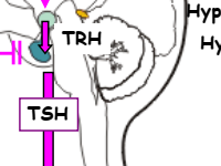 synthese_hormones_thyroidiennes-_universite_de_rennes.png